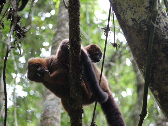 lemurs in a tree