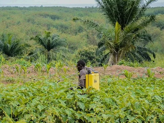 A local vegetable farmer in Kigoma, Tanzani, in a field.