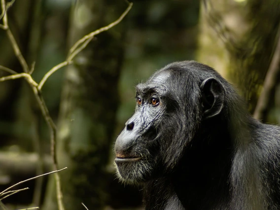 A chimpanzee sits outside in the trees, staring off into the distance