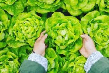 Person holding cabbage