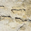 Human footprints at White Sands National Park in New Mexico