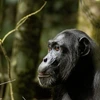 A chimpanzee sits outside in the trees, staring off into the distance