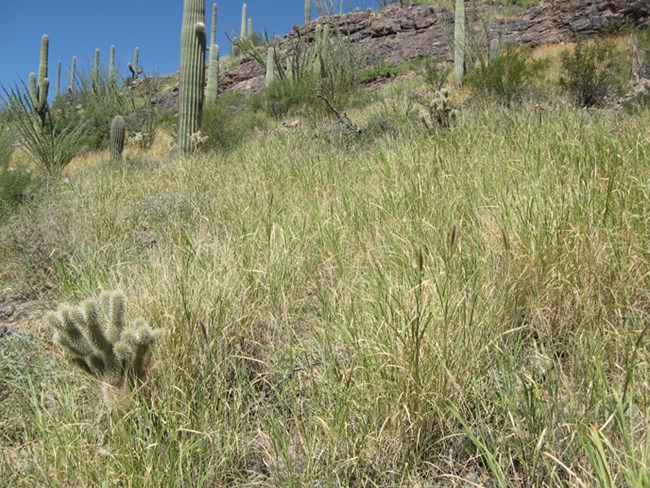 The research team is focusing on buffelgrass, which increases fire risk and threatens native saguaros. (Photo: National Park Services)