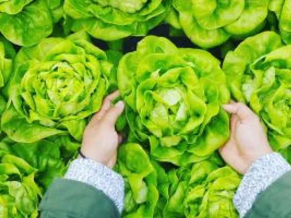 Person holding cabbage