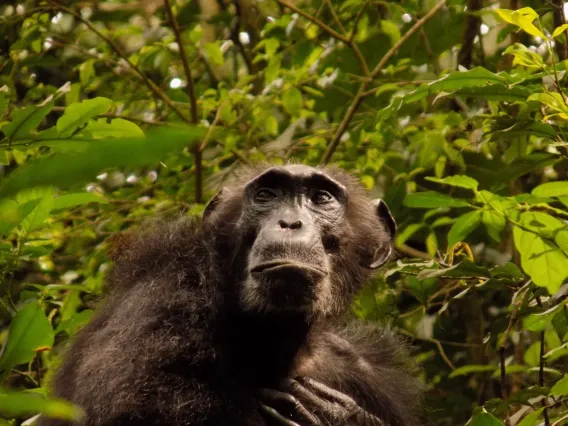 Marlene the chimpanzee in a tree