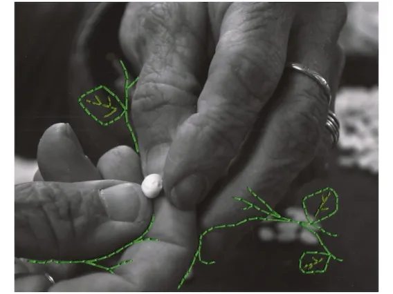 In an black and white photo, two hands with silver rings on the fingers, hold a plant seed