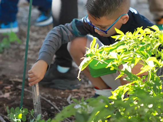 School boy squatting in a garden, digging