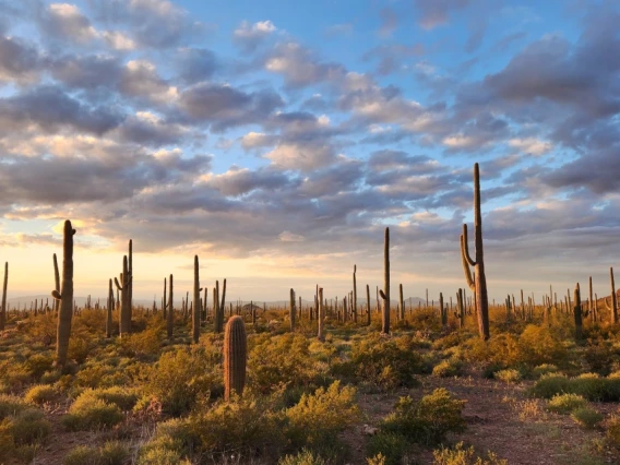 Sunset in the Sonoran desert with clouds and Saguaro cacti