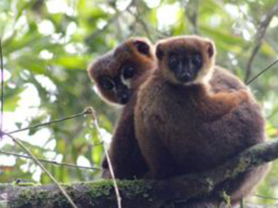 adult male red-bellied lemur