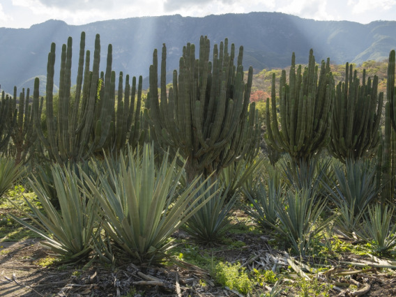 Intercropping of agave and columnar cacti near Las Canoas in Jalisco, Mexico.