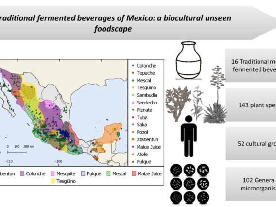 fermented traditional beverages of Mexico