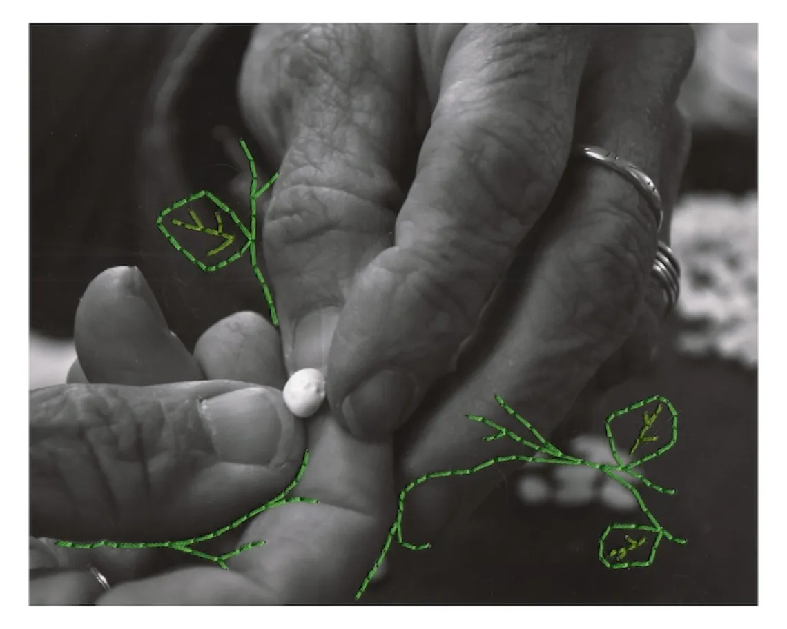 In an black and white photo, two hands with silver rings on the fingers, hold a plant seed