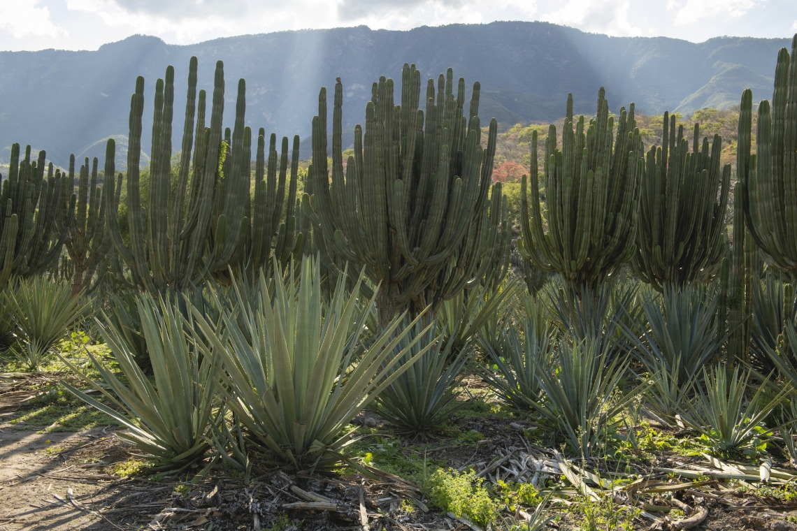 Intercropping of agave and columnar cacti near Las Canoas in Jalisco, Mexico.