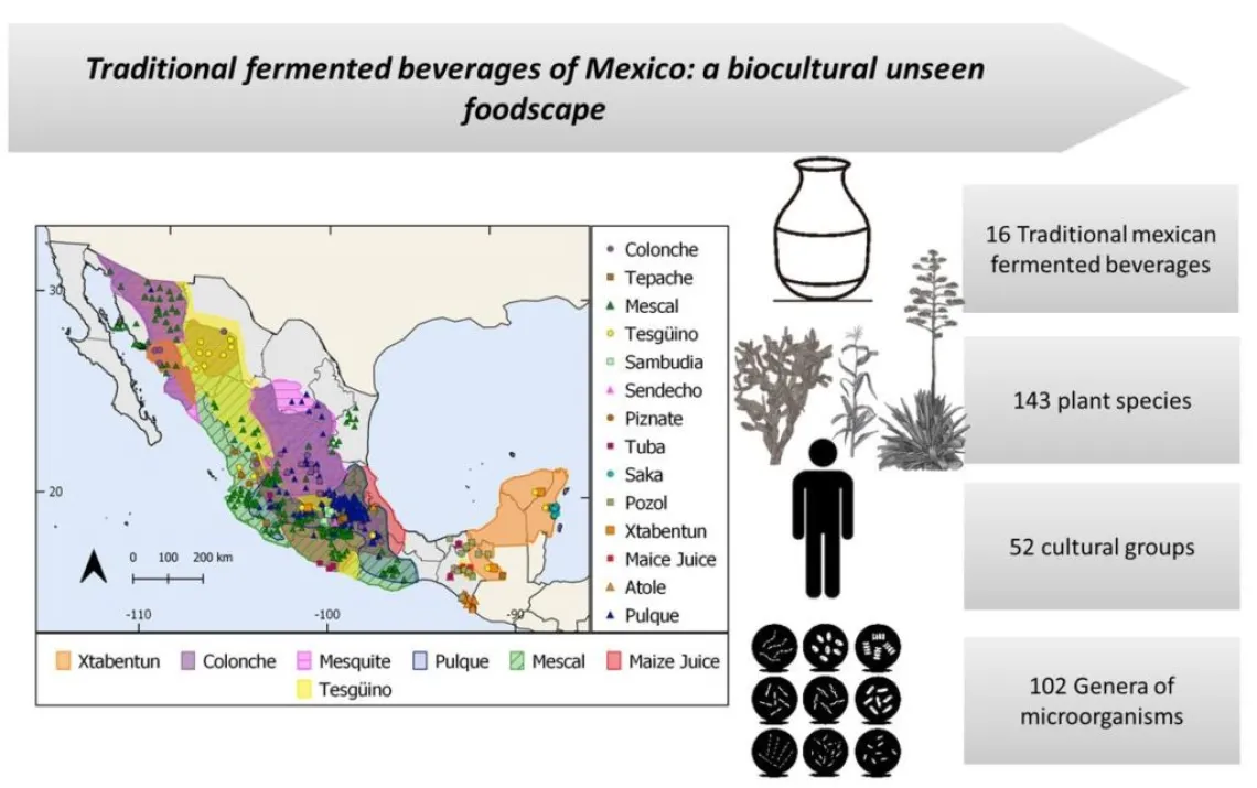 fermented traditional beverages of Mexico