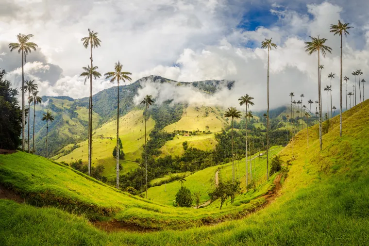 Cocora Valley in Colombia. Home of the world's tallest palm tree, the Quindio wax palm. Beautiful tropical scenery in the highlands near Salento.