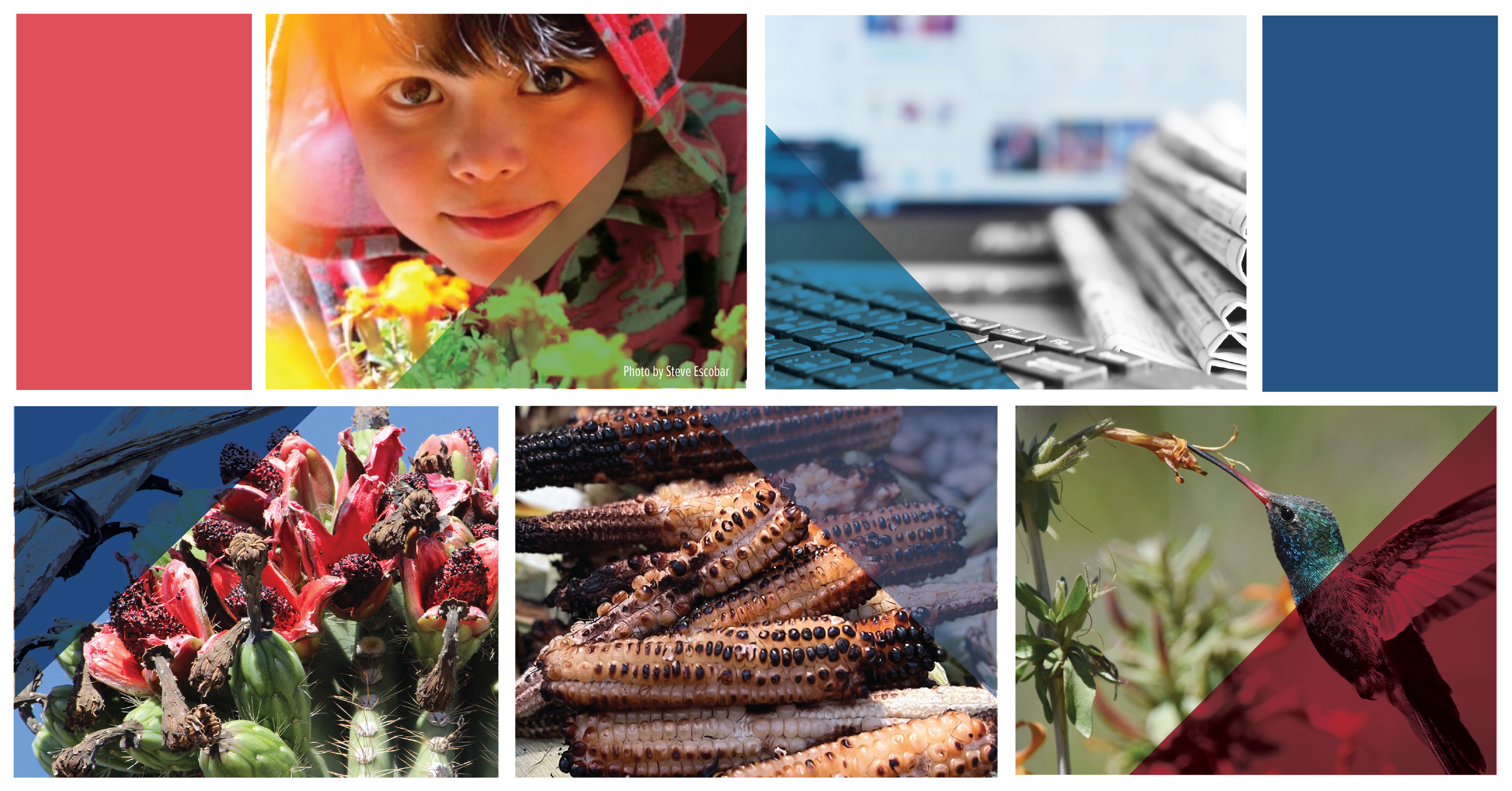 Collage of photos including a child with a flower, newspapers, blooming cacti, cooked corn, and a hummingbird eating from a flower.