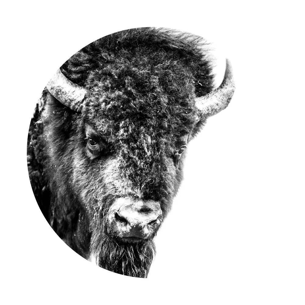 bison