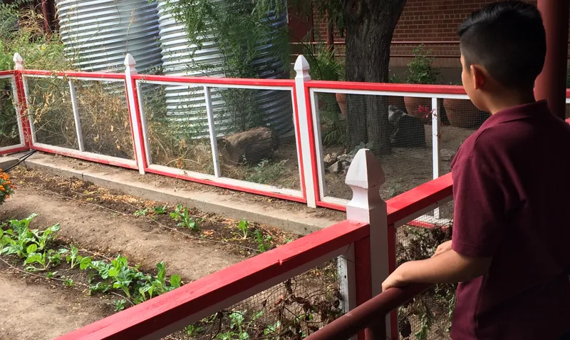 Elementary school student overlooking community garden at Tucson school