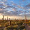 Sunset in the Sonoran desert with clouds and Saguaro cacti