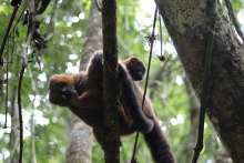 lemurs in a tree