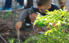 School boy squatting in a garden, digging